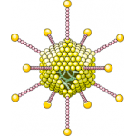 Adenovirus Model