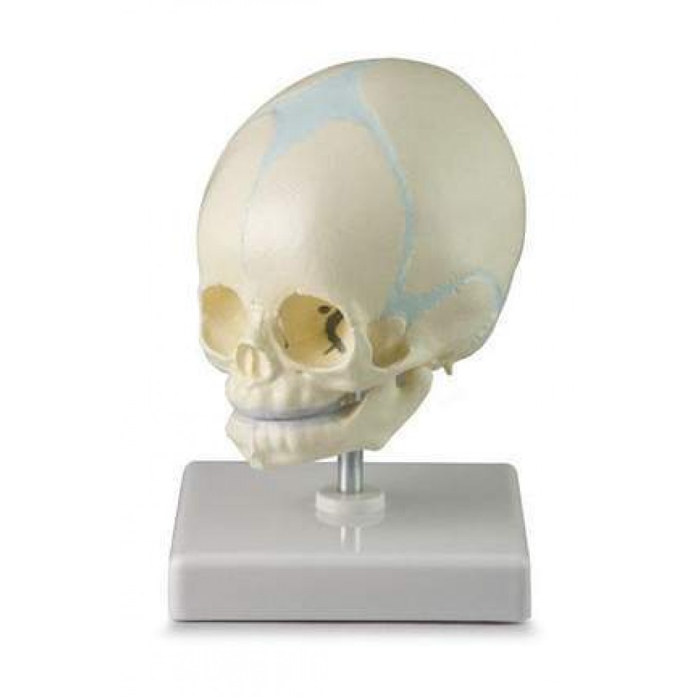 Baby Skull Model