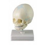 Baby Skull Model